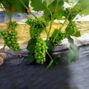 Máquina de amarrar plantas com Fita PlantFix
